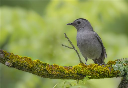 Catbird by Buckmaster