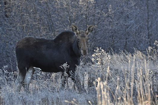Friendly Cow Moose by Buckmaster