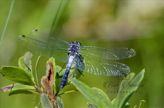 DragonFly by Buckmaster