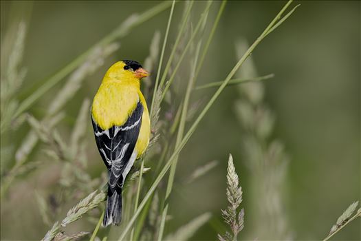 American Goldfinch Greem Grass by Buckmaster