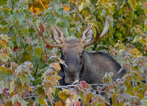 Peek A Boo Moose, October Northern Maine by Buckmaster