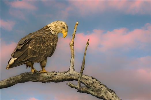 Juvenile Bald Eagle by Buckmaster