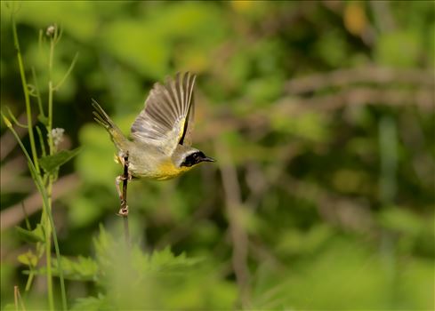 Yellow Throated Warbler by Buckmaster