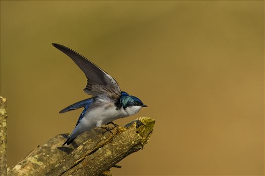 Tree Swallow by Buckmaster