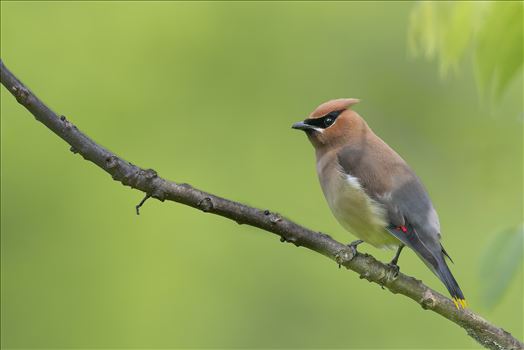 Cedar Waxwing by Buckmaster