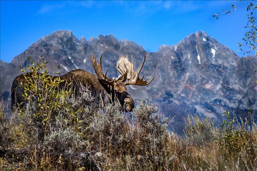 Bull Moose With The Tetons - 