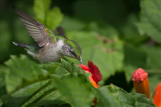 Ruby Throated Hummingbird by Buckmaster