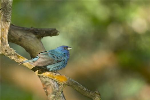 Indigo Bunting - 