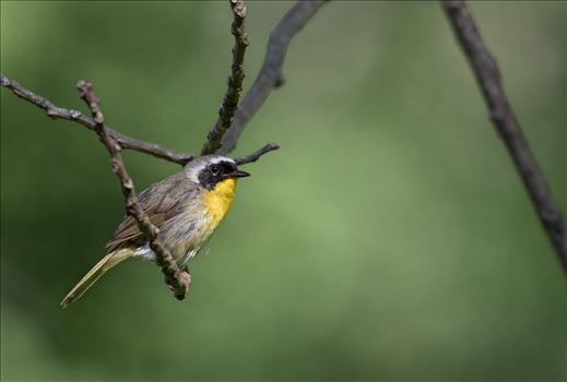 Yellow Throated Warbler by Buckmaster