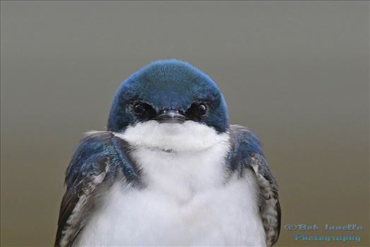 Tree Swallow Face by Buckmaster