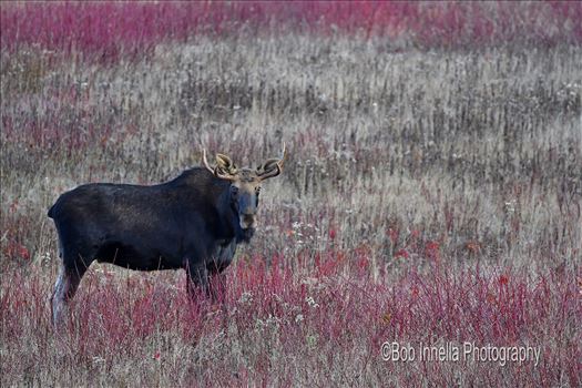 Small Bull In The Maples by Buckmaster