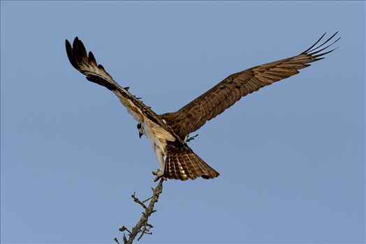 Osprey Balancing Act by Buckmaster