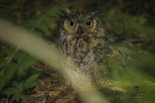 Owl by Buckmaster