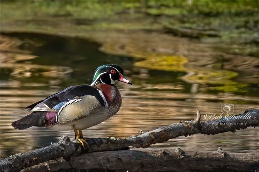 Male Wood Duck by Buckmaster