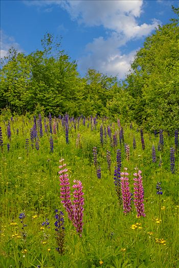 Lupines in Northern Maine by Buckmaster