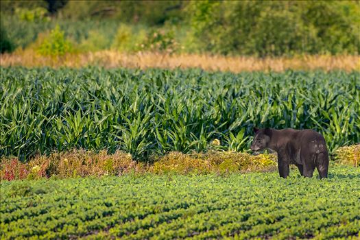 Black Bear Hitting The Corn and Soybean Fields by Buckmaster