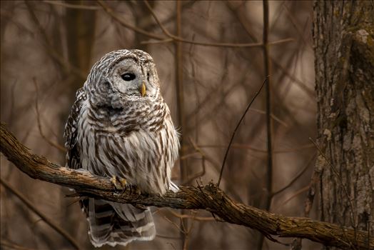 Barred Owl by Buckmaster