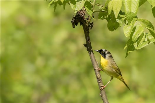 Yellow Throated Warbler by Buckmaster