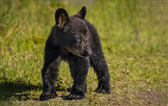 Black Bear Cub by Buckmaster