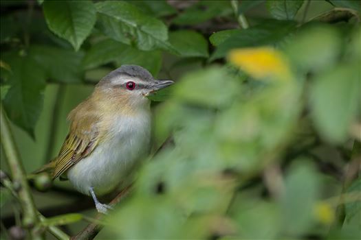 Red Eyed Vireo by Buckmaster