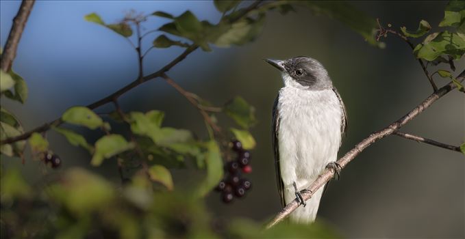 Kingbird in Berries-1-1.JPG by Buckmaster