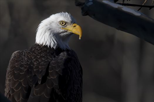 Bald Eagle Portrait by Buckmaster