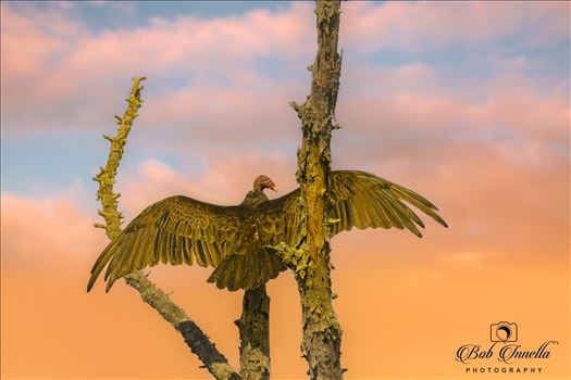 Vulture with Great Sky by Buckmaster