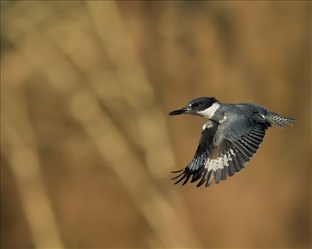 Belted Kingfisher in flight by Buckmaster
