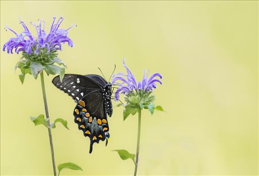 Black Swallowtail on Purple  Flower by Buckmaster