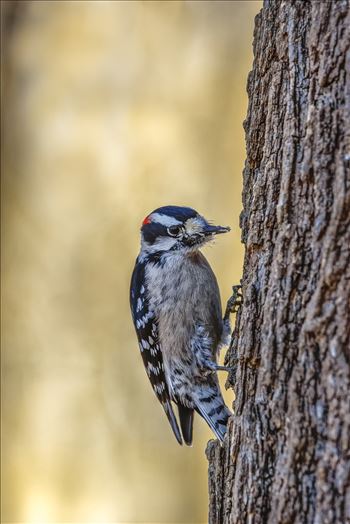 Downy Woodpecker by Buckmaster
