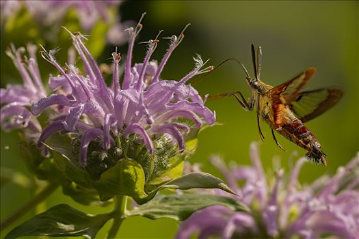 Hummingbird Hawk Moth by Buckmaster