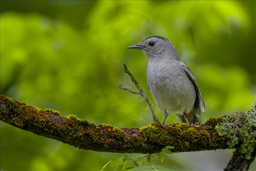 Catbird by Buckmaster