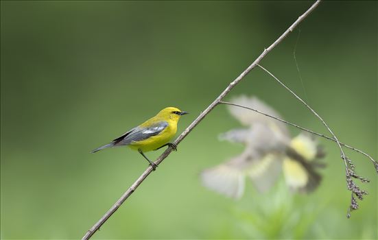 Blue Winged Warbler by Buckmaster