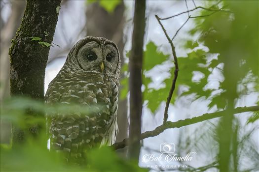 Barred Owl_in Dark Forest by Buckmaster
