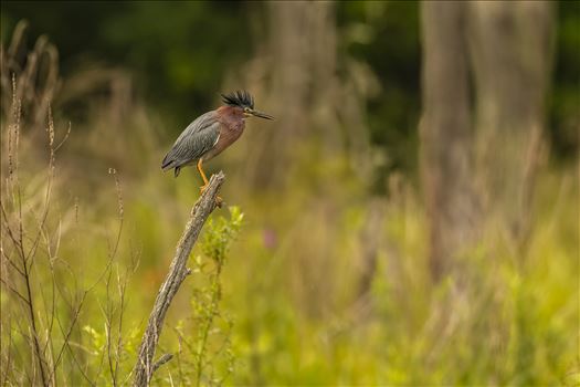 Green Heron on a Sick by Buckmaster