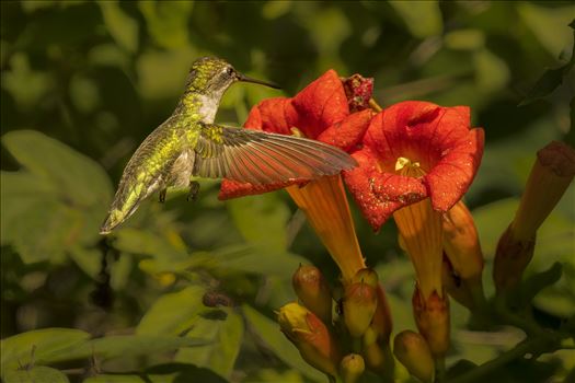 Hummingbird Hovering Over Trumpet Flower by Buckmaster