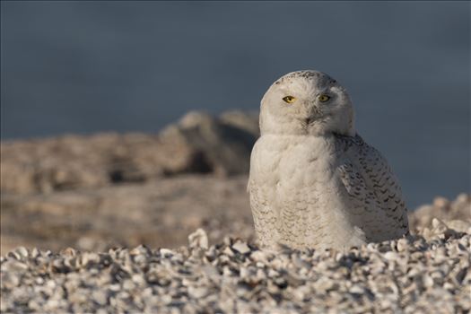 Snowy Owl on the Beach by Buckmaster