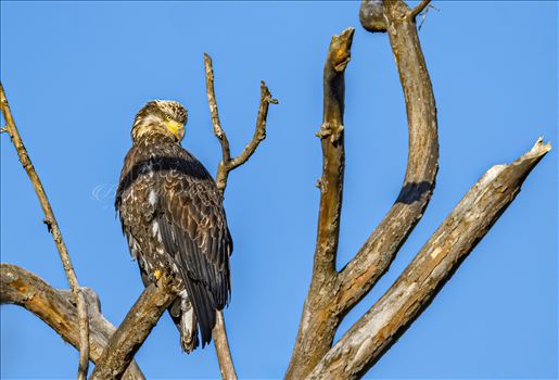 Juvenile_Eagle_High_up 2(1 of 1).JPG by Buckmaster