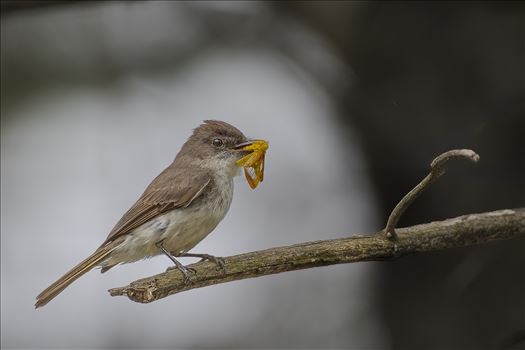 Eastern Phoebe with Moth by Buckmaster