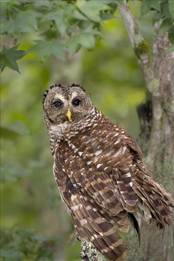 Juvenile Barred Owl by Buckmaster