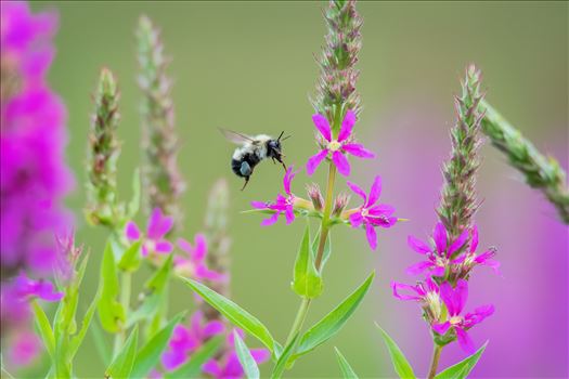 Bumble Bee (1 of 1).jpg by Buckmaster