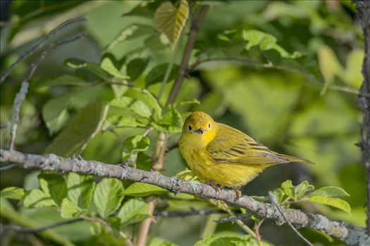 Male Yellow Warbler by Buckmaster