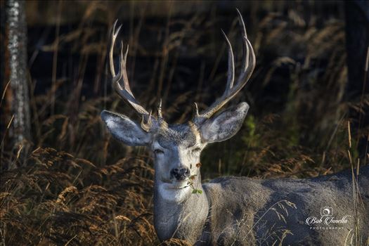 Mule Deer Buck by Buckmaster