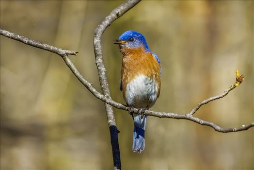 Eastern Bluebird - Male Eastern Bluebird