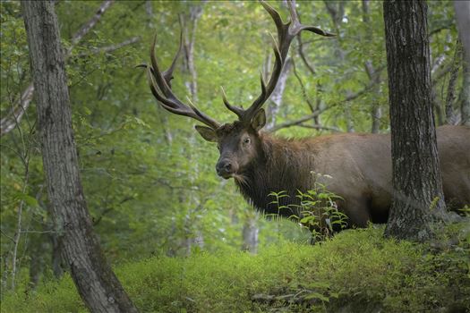 Bull Elk_with_green by Buckmaster