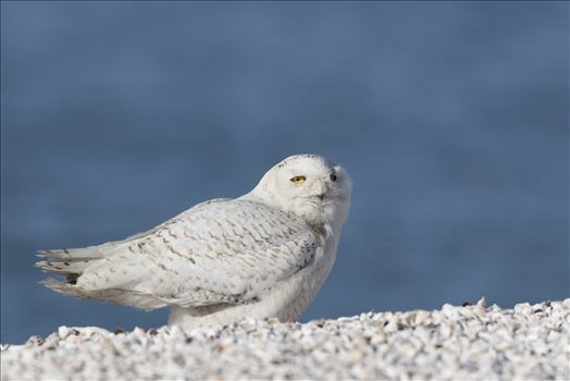 Snowy Owl on the Beach by Buckmaster