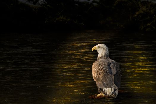 Sunbeam Eagle by Buckmaster