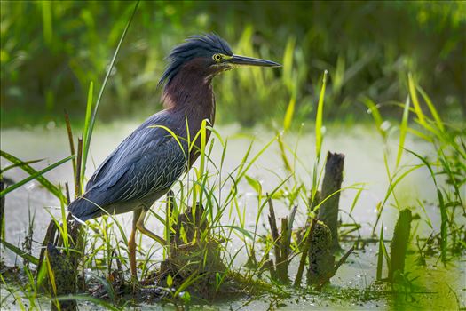 Green Heron in a Bog by Buckmaster