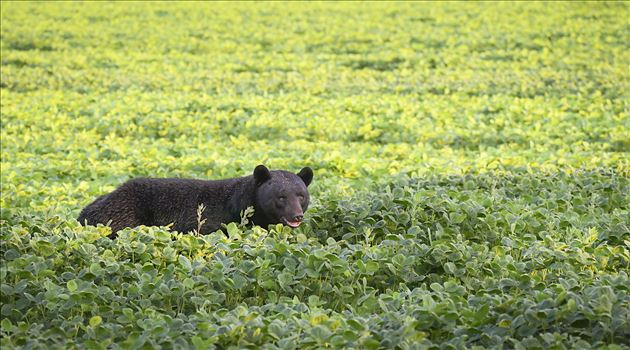 Black Bear in a Soybean Field, Early AM Light by Buckmaster