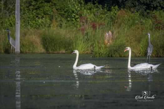 Wild White Swans - 2 White Swans with Two Great Blue Herons, Layton, NJ, National Park Service Land 2018